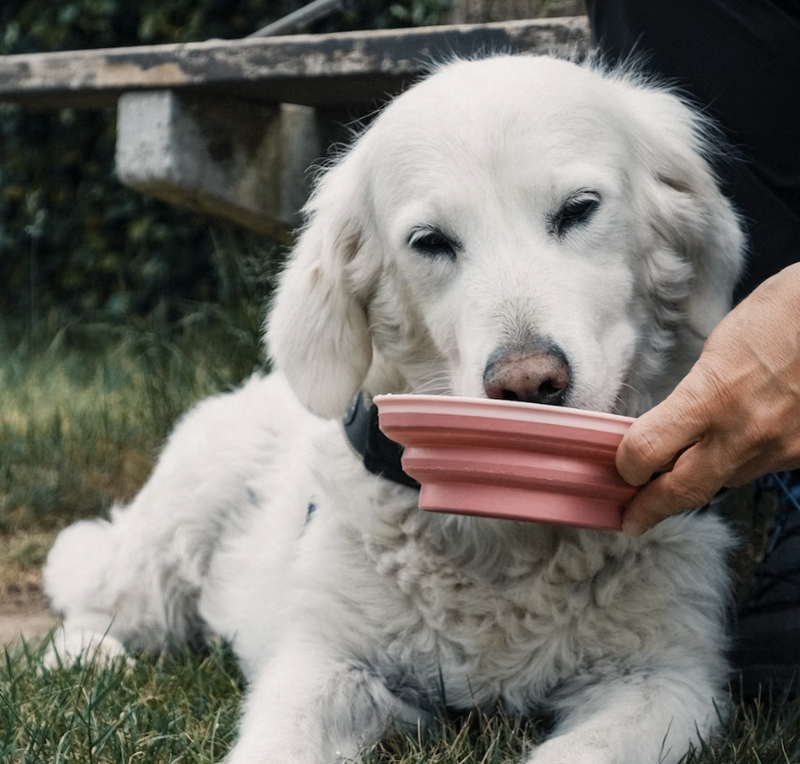 Foldable Travel Dog Water Bowl